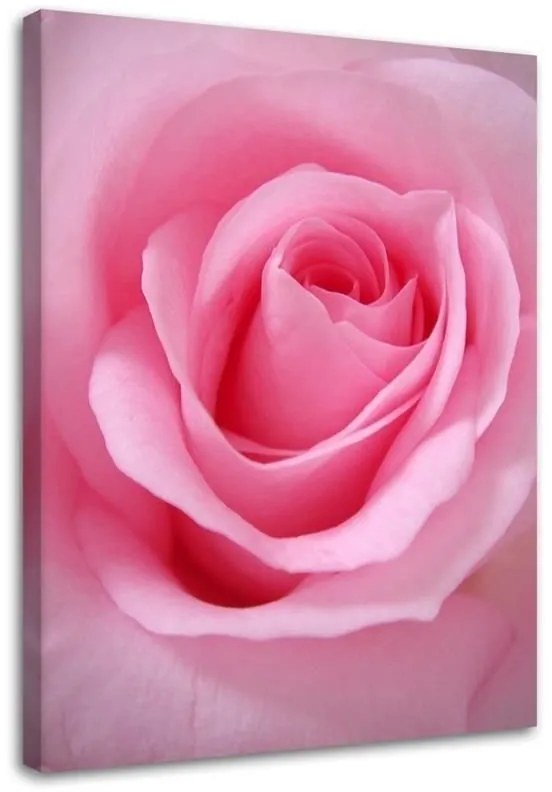 Quadro su tela, Pianta di fiori di rosa rosa  Dimensioni 80x120