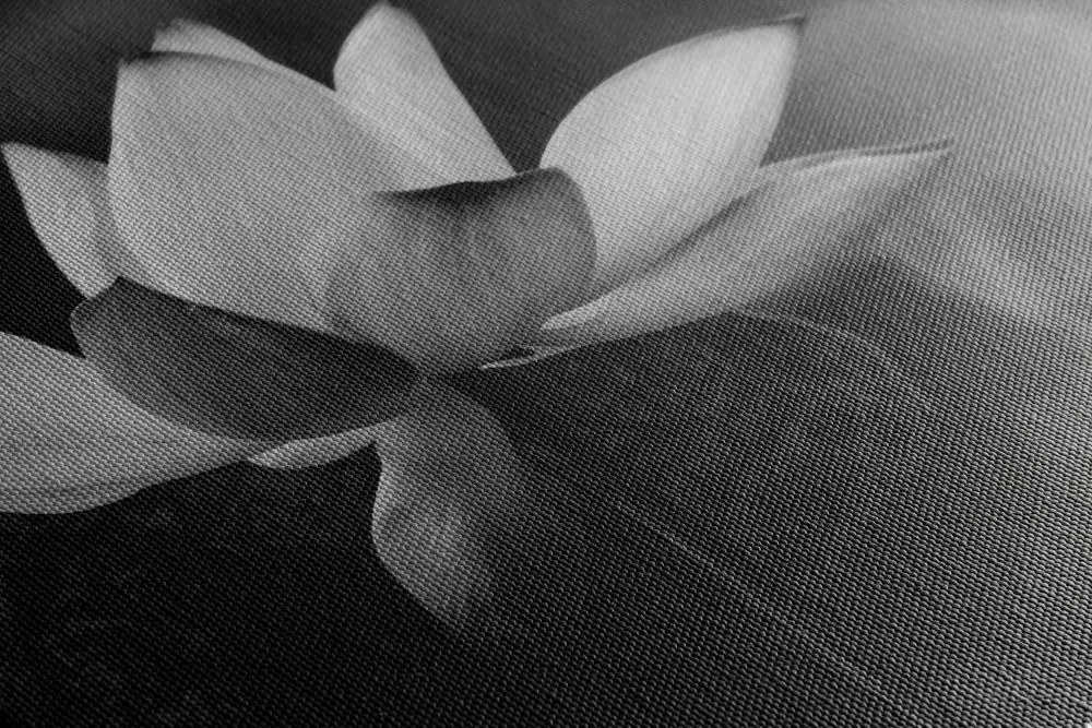 Stampa su tela – Fiore di loto delicato in bianco e nero