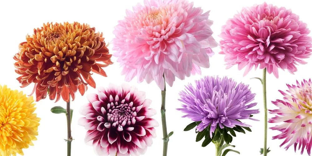 Quadro su tela – Fiori di dalia in design variegato