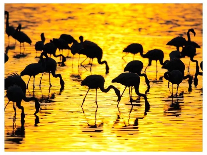 Fotomurale  Kenya: fenicotteri del lago Nakuru  Colore Nero, Dimensioni e Misure 250x193