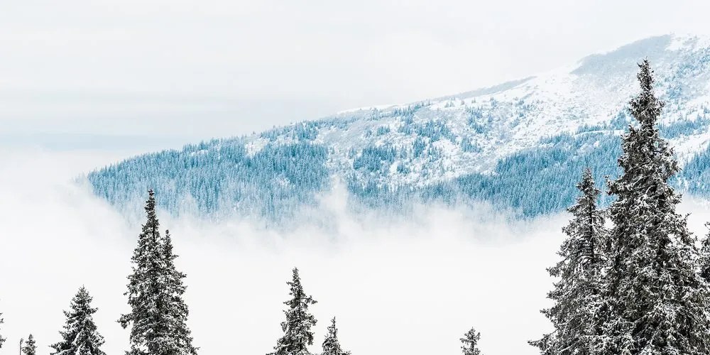 Stampa su tela – Alberi di pino innevati