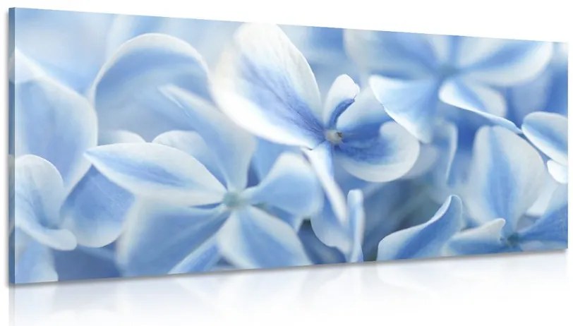 Stampa su tela – Fiori di ortensia blu-bianco