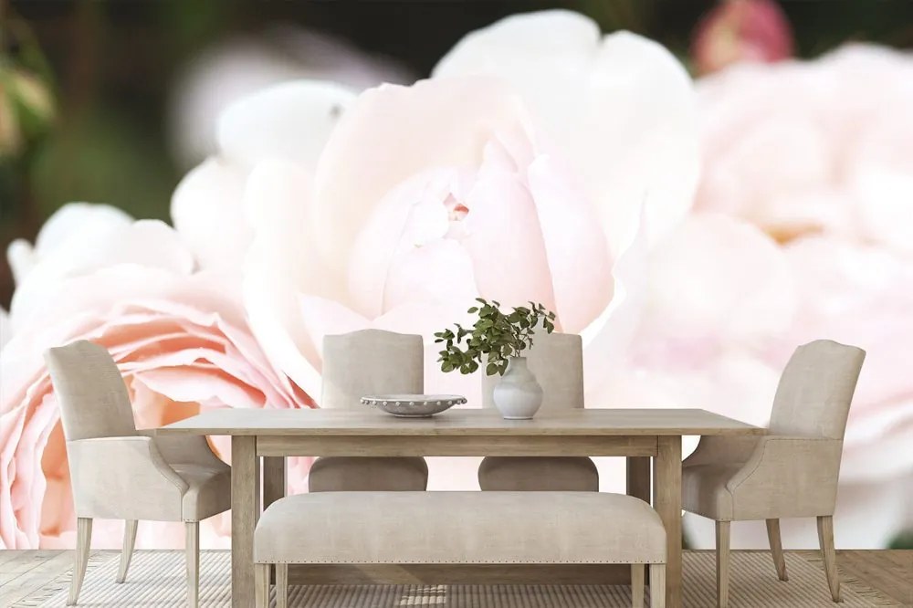 Carta da parati – Rose