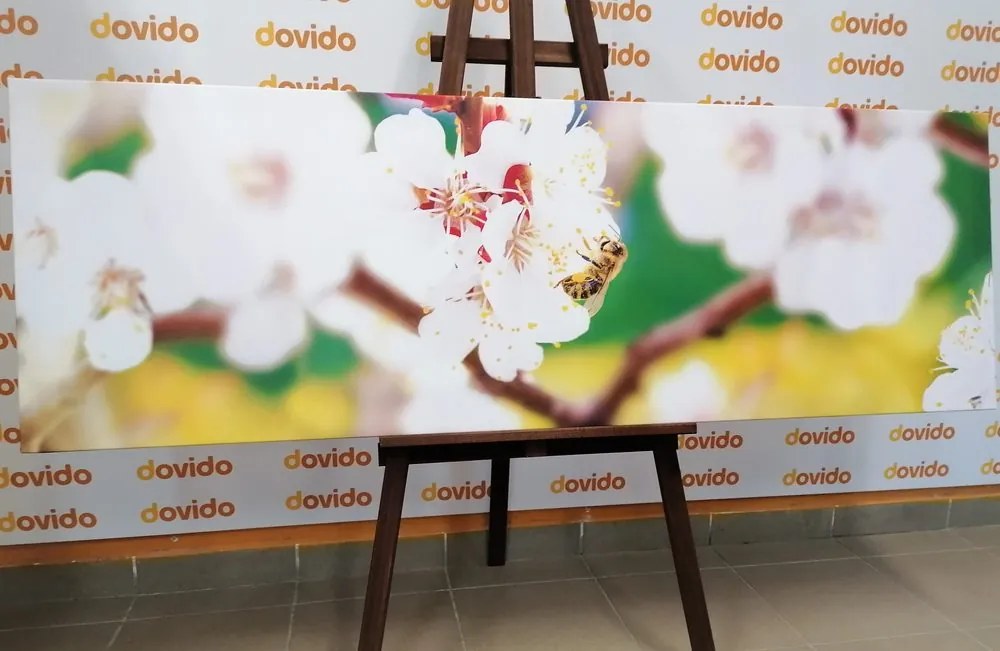 Stampa su tela – Fiori dell'albero in primavera