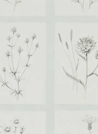 Botanische Tapete Little Thistles von Sanderson - Grey Blue
