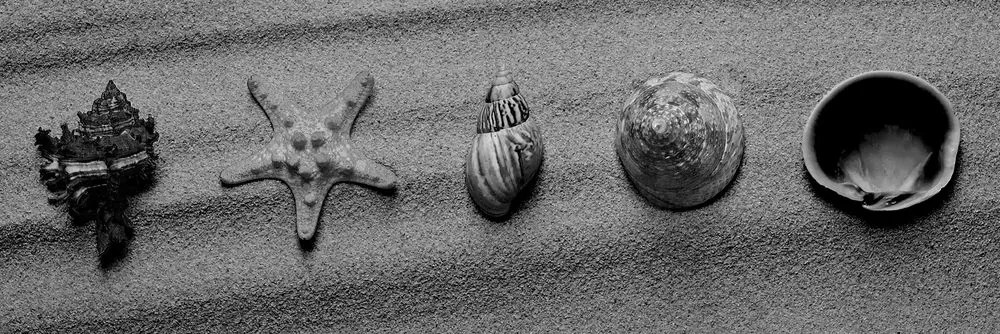 Quadro su tela – Conchiglie sulla spiaggia sabbiosa in bianco e nero