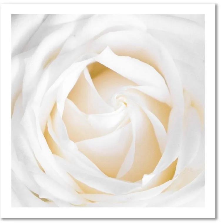 Quadro su tela, Delicata rosa bianca