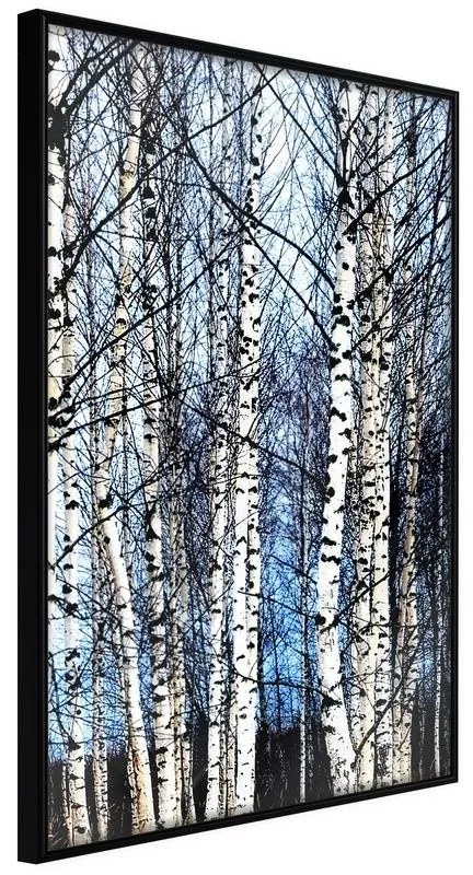 Poster  Winter Birch Trees  Cornice Quadri Cornice nera, Larghezza x Altezza Home decor 40x60