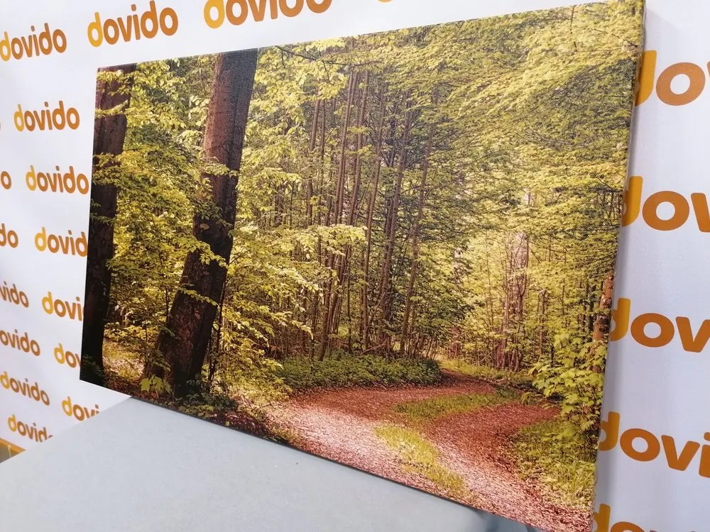 Quadro su tela – Foresta verde
