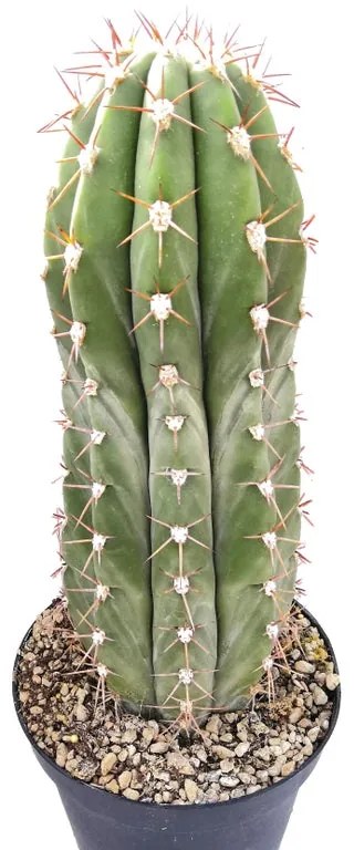 Pianta da interno TRICHOCEREUS PASACANA - DIAM.CM30