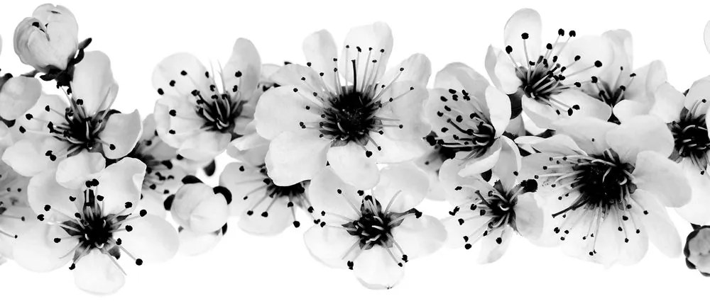 Quadro su tela – Fiori di ciliegio in bianco e nero