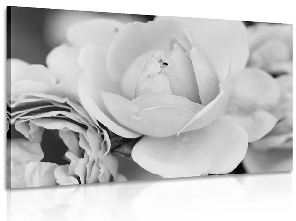 Stampa su tela – Pieno di rose in bianco e nero