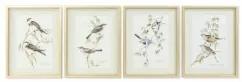 Quadro DKD Home Decor 35 x 2,5 x 45 cm Tradizionale Uccelli (4 Pezzi)