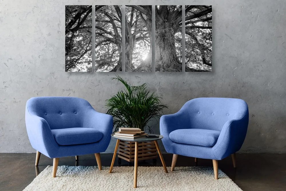 Quadri 5 pezzi – Alberi maestosi in bianco e nero