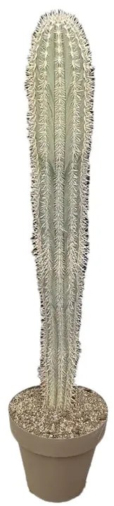 Pianta da interno PACHYCEREUS PRINGLEY DIAM.CM. 40