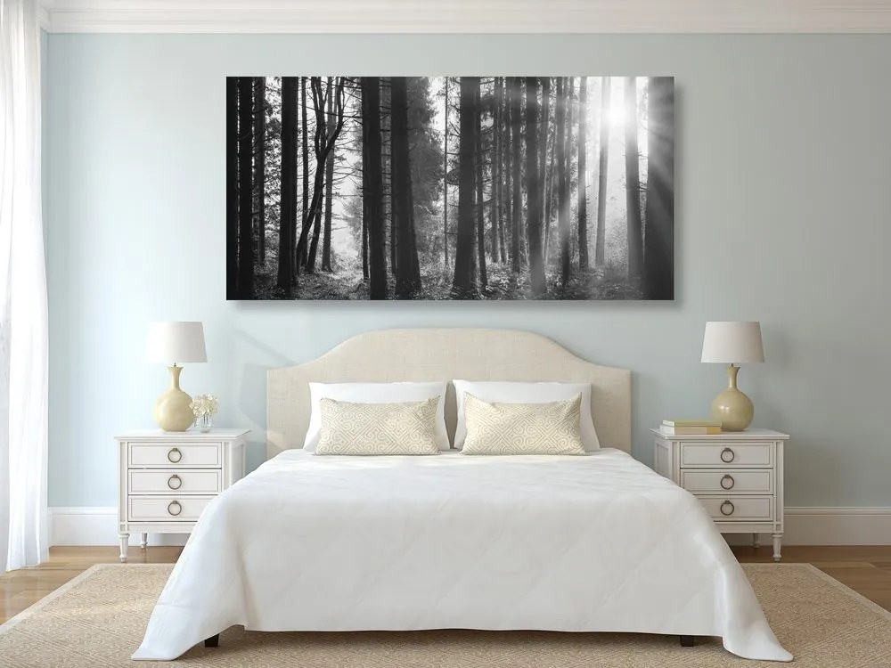Stampa su tela – Foresta inondata di sole in bianco e nero