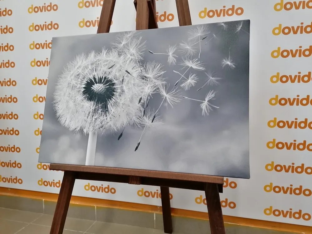 Quadro su tela – Soffione magico in bianco e nero