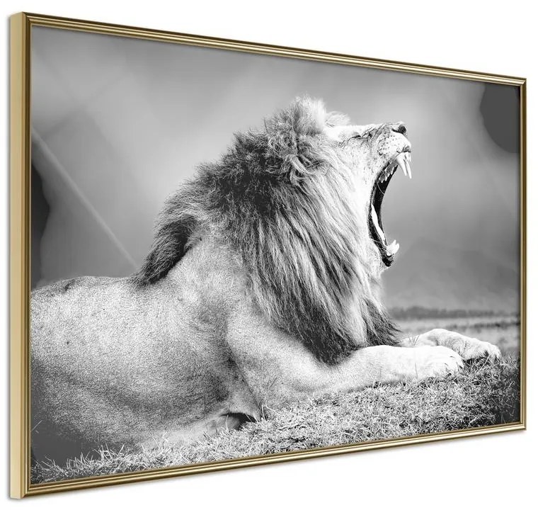 Poster Yawning Lion