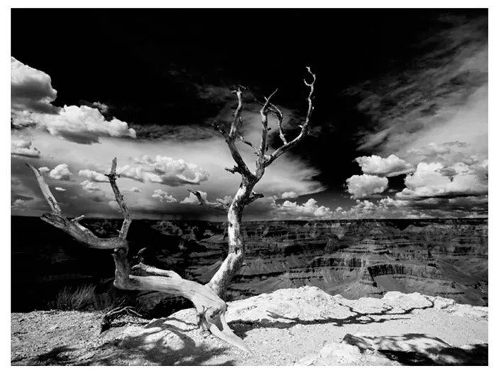 Fotomurale  Albero sullo sfondo del Grand Canyon, Arizona  Colore bianco e nero, Dimensioni e Misure 200x154