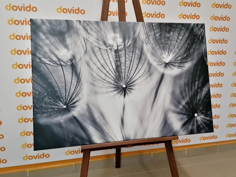 Quadro su tela – Soffione in bianco e nero