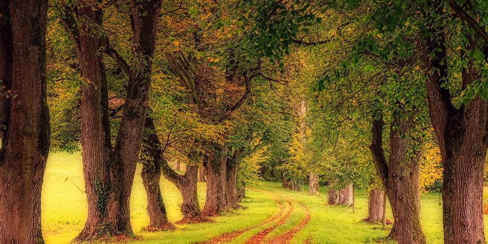 Quadro su tela – Sentiero nella foresta autunnale