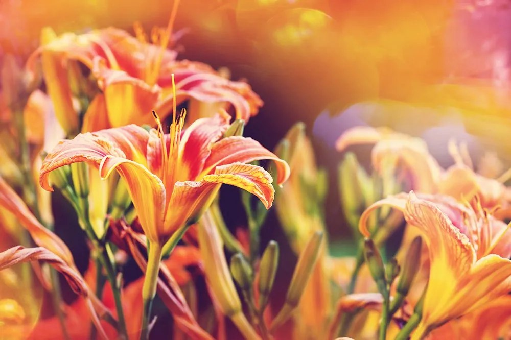 Carta da parati autoadesiva – Fiori in giardino