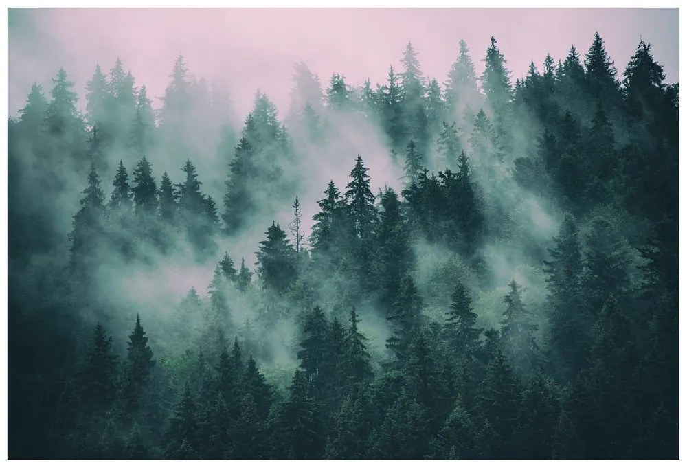 Carta da parati – Foresta nella nebbia