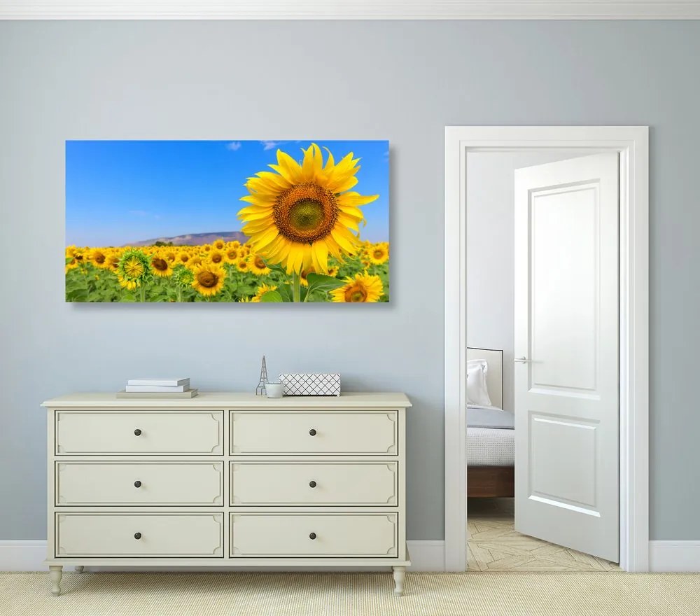 Quadro su tela – Campo di girasoli