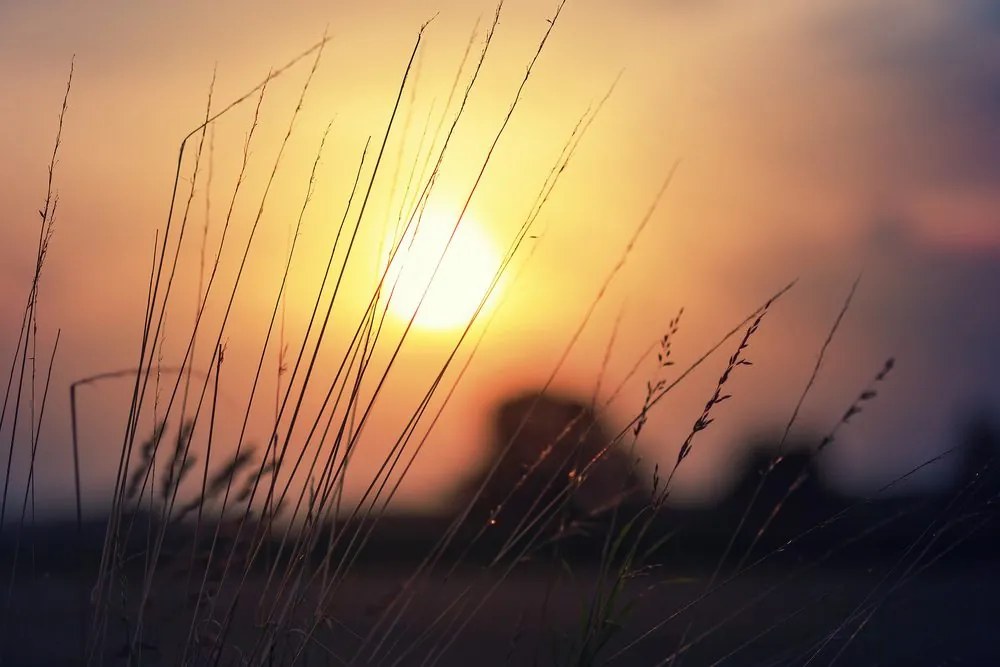 Stampa su tela – Alba sul prato