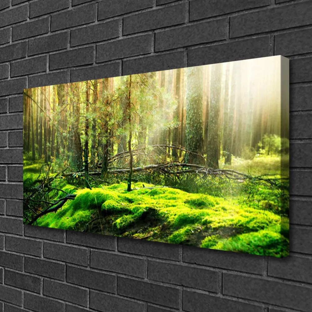 Quadro stampa su tela Muschio della foresta naturale 100x50 cm