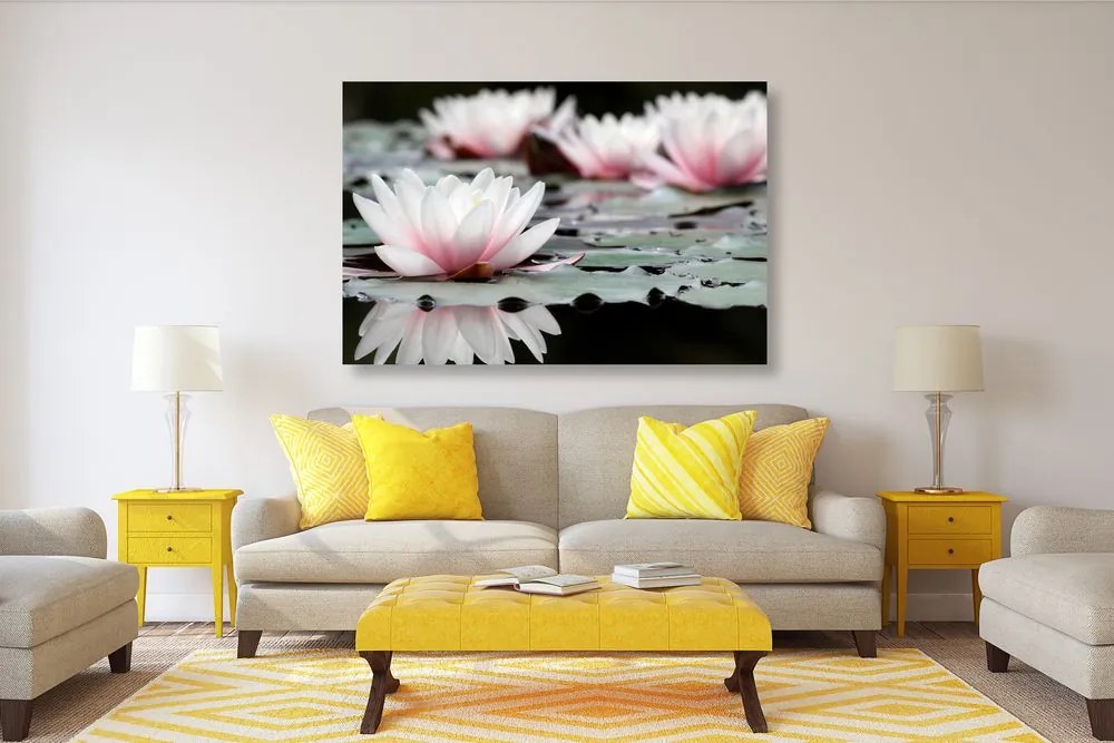 Quadro su tela – Fiore di loto