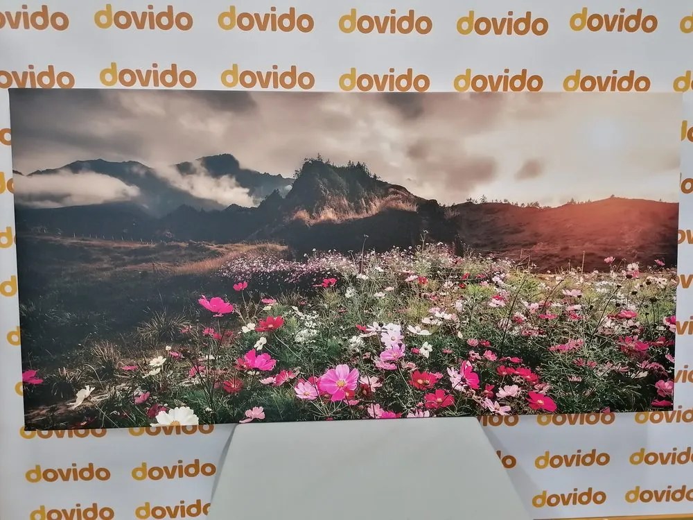 Quadro su tela – Prato di fiori in fiore