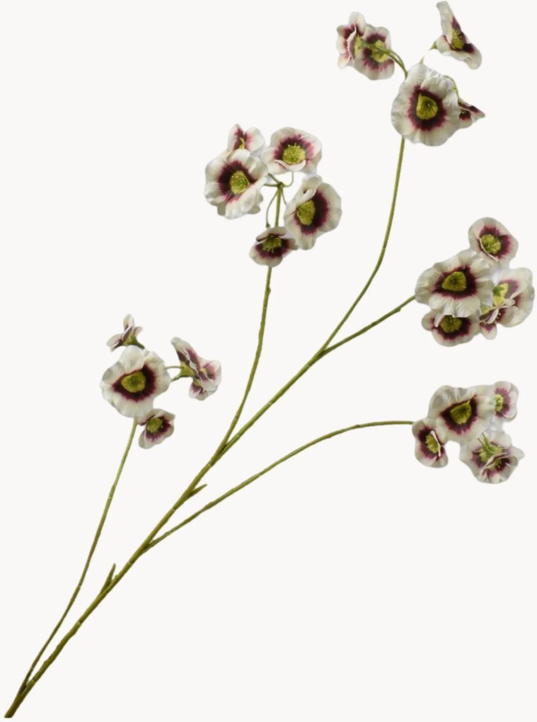 Remo Leucocoryne