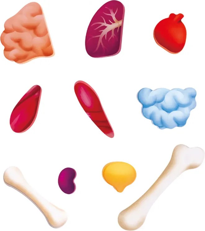 Puzzle Corpo umano - 60 pz