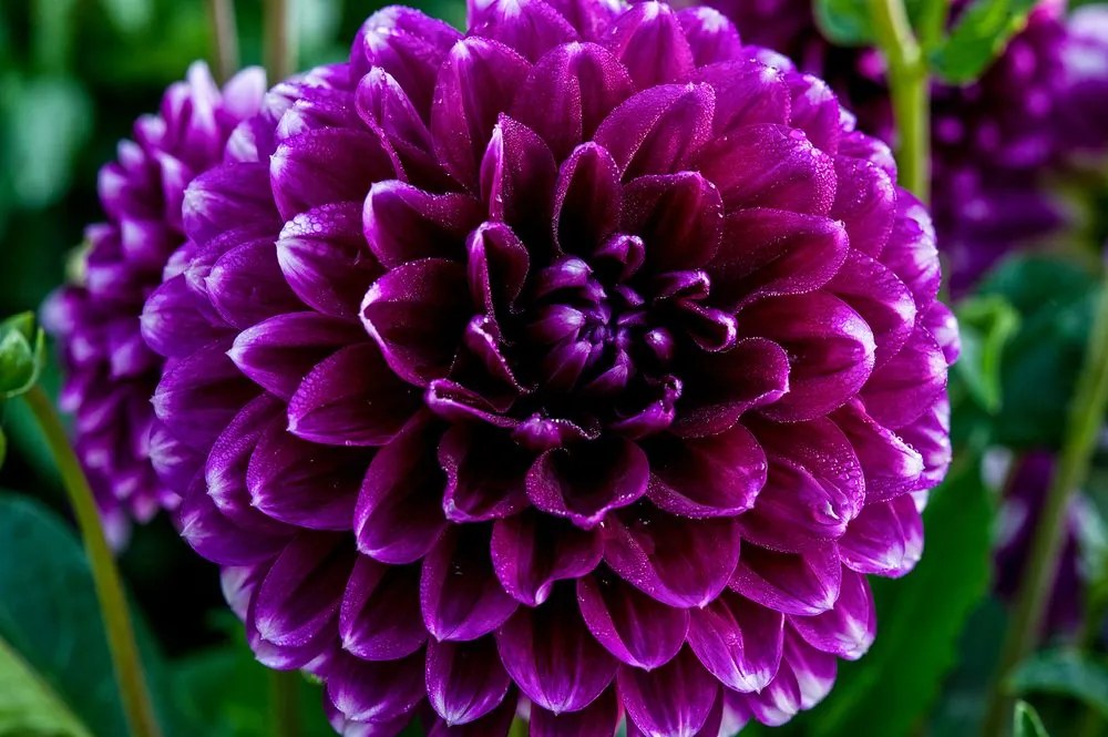 Carta da parati – Splendido fiore viola