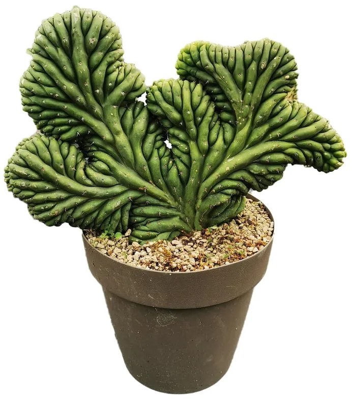 Pianta da interno TRICHOCEREUS PACHANOI CRISTAVASO D.CM25