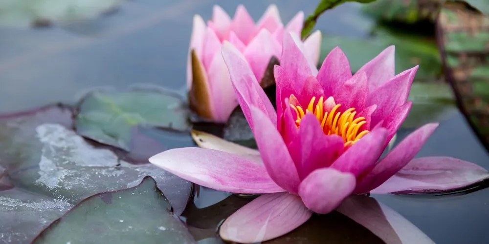 Quadro su tela – Fiore di loto rosa