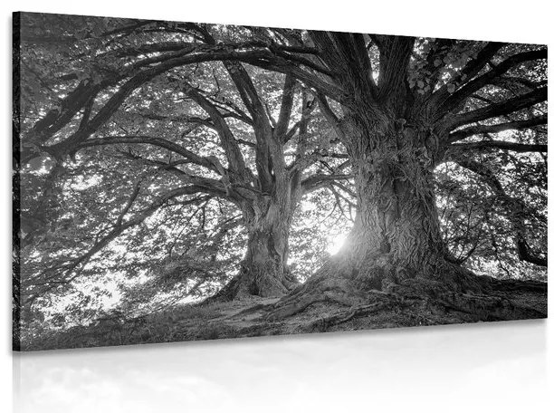Quadro su tela – Alberi maestosi in bianco e nero
