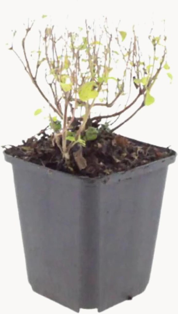 Set di 3 piante vere Mountain Mint Calamintha nepeta