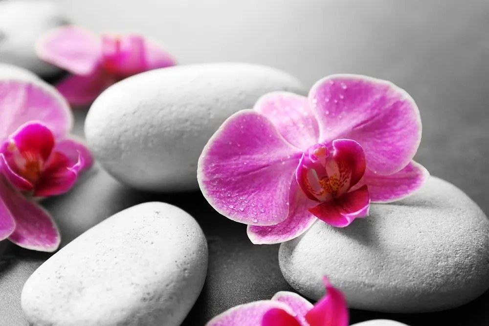 Carta da parati – Fiori di orchidea su pietre