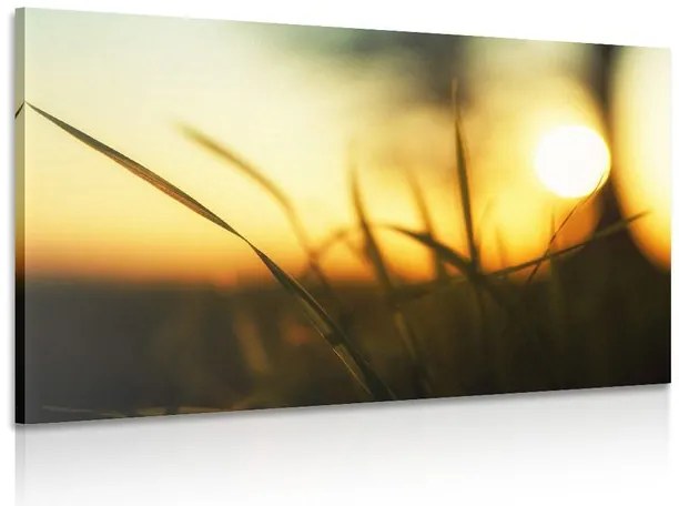 Stampa su tela – Tramonto nell'erba