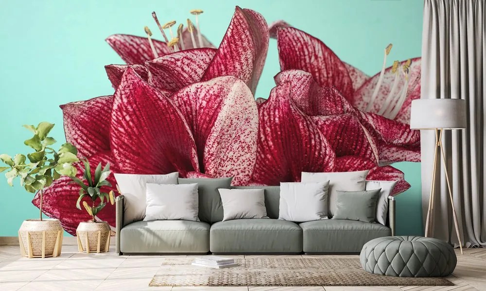 Carta da parati – Amaryllis esotico su sfondo turchese