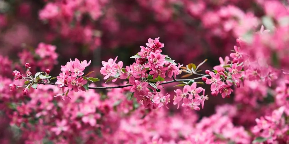 Stampa su tela – Dettaglio di fiori di ciliegio
