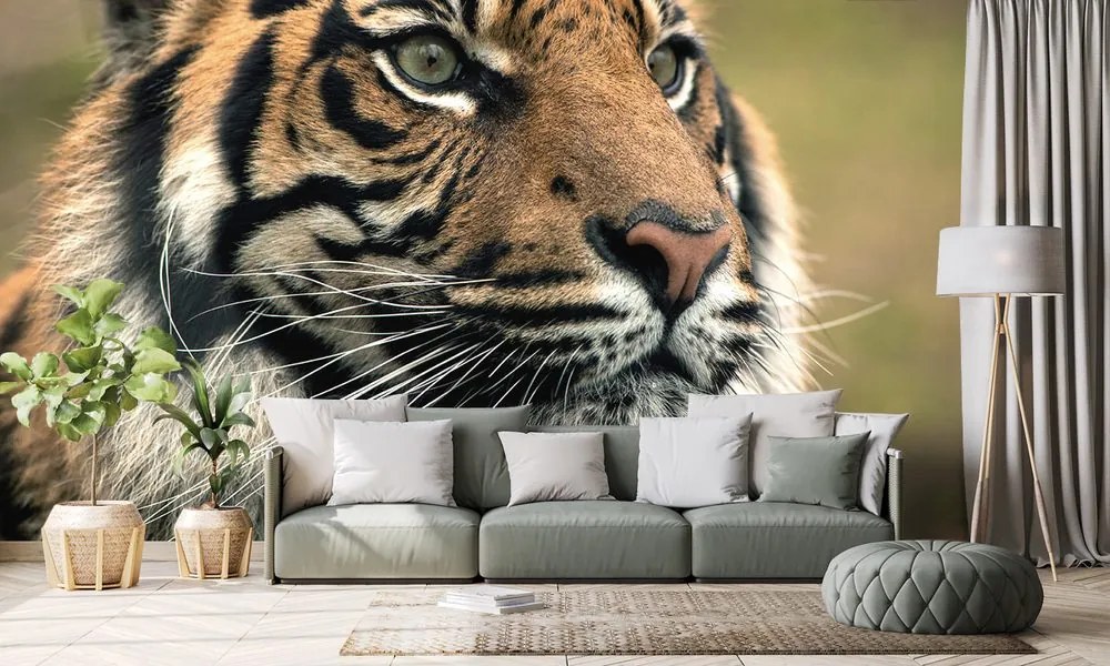 Carta da parati – Tigre del Bengala