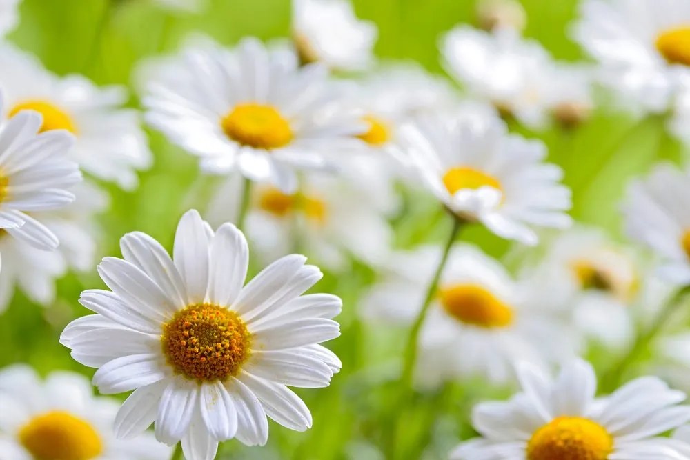 Stampa su tela – Prato primaverile pieno di fiori
