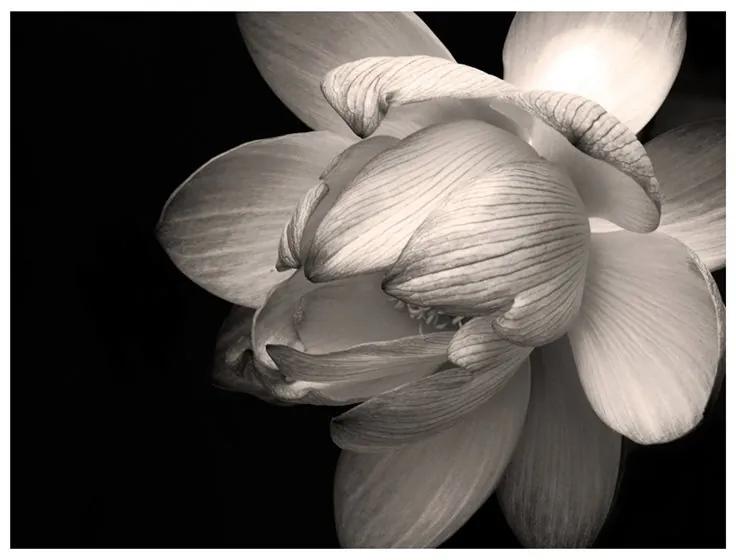 Fotomurale Fiore di loto