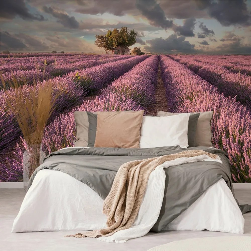 Carta da parati – Terra di campi di lavanda