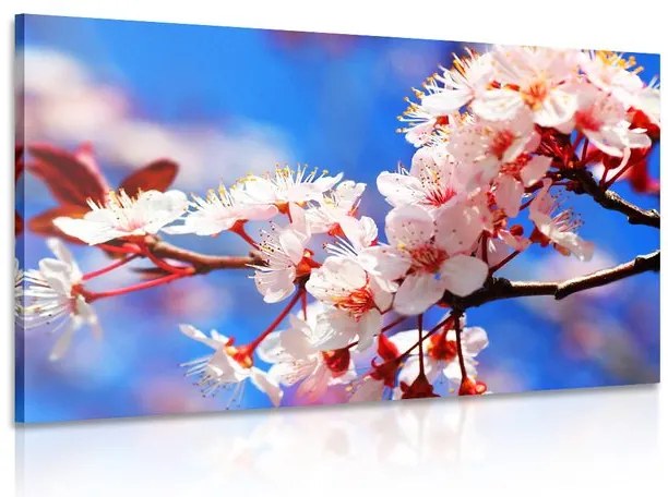 Quadro su tela – Fiore di ciliegio
