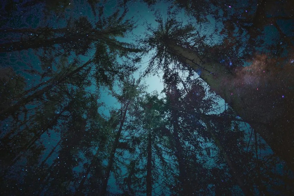 Quadro su tela – Notte nella foresta