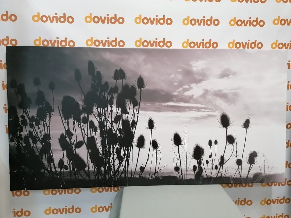 Quadro su tela – Steli d'erba nel campo in bianco e nero